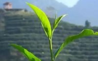 客田鎮(zhèn)：茶樹吐新芽，茶農(nóng)喜增收